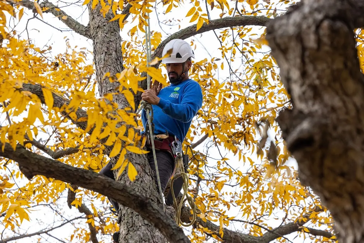 Skilled Tree Pruning crew working in Zanesville